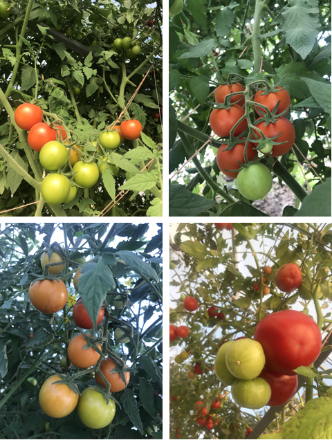 Плоды помидорного дерева в Армении