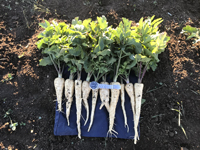 Пастернак - уникальная культура по кулинарным, косметическим и лечебным свойствам