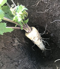 Пастернак в открытом грунте