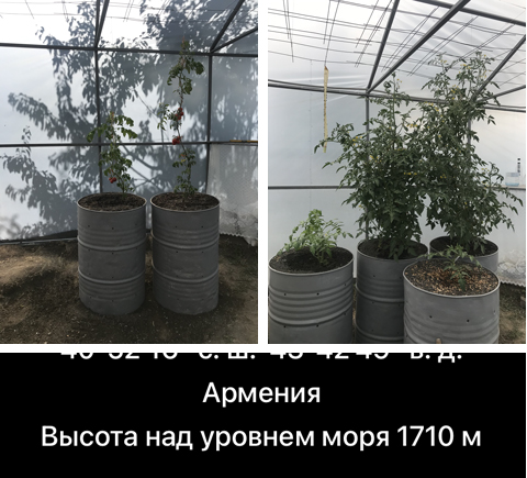 Помидорные деревья в Армении на высоте 1710 м над у.м.