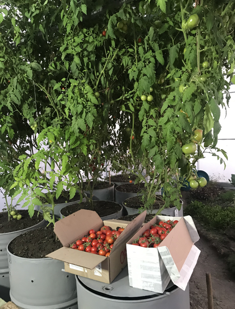 Помидорные деревья в Армении